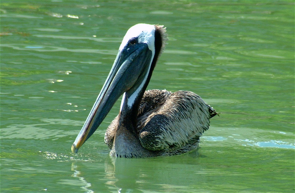 (07) Dscf1813 (brown pelican).jpg   (950x621)   226 Kb                                    Click to display next picture